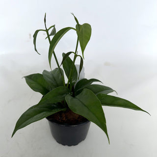 Z-2220 - Hoya chewiorum