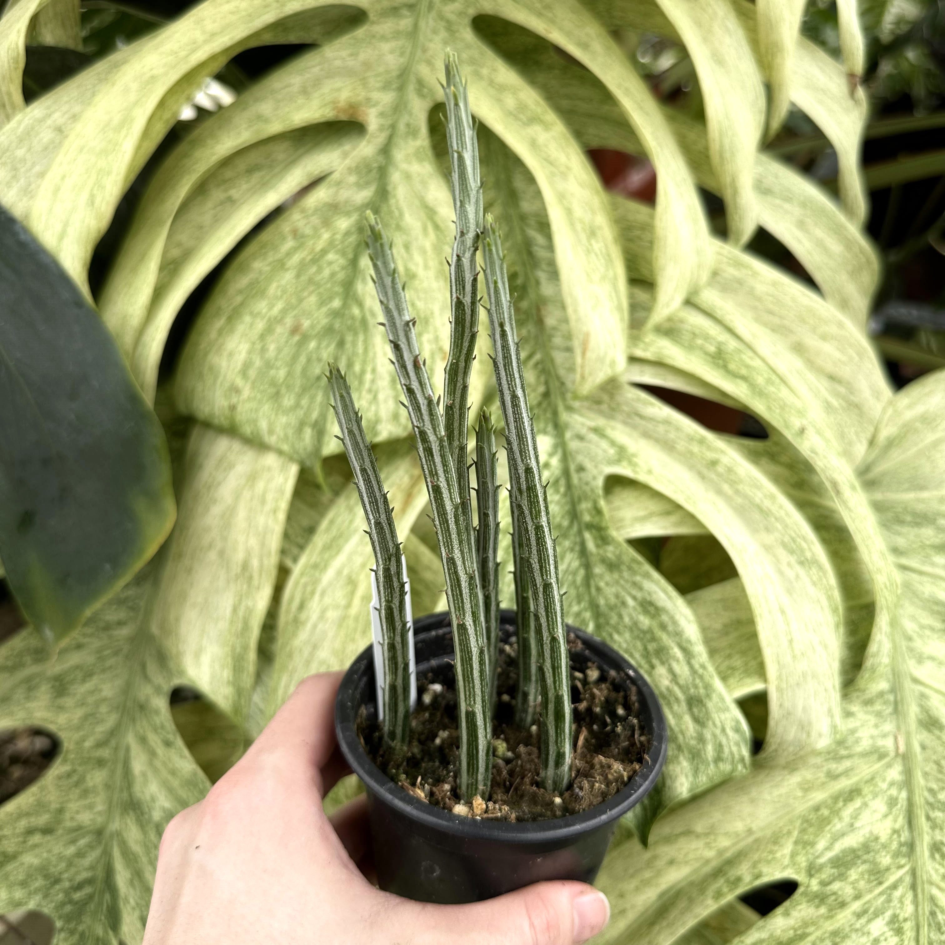 senecio snake plant Senecio stapeliiformis