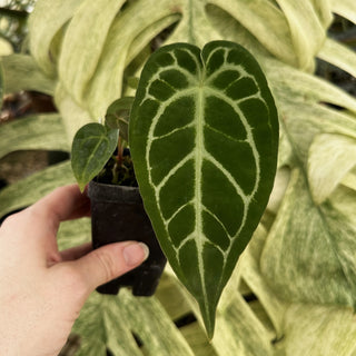 Anthurium magnificum verde x 'Silver Blush'