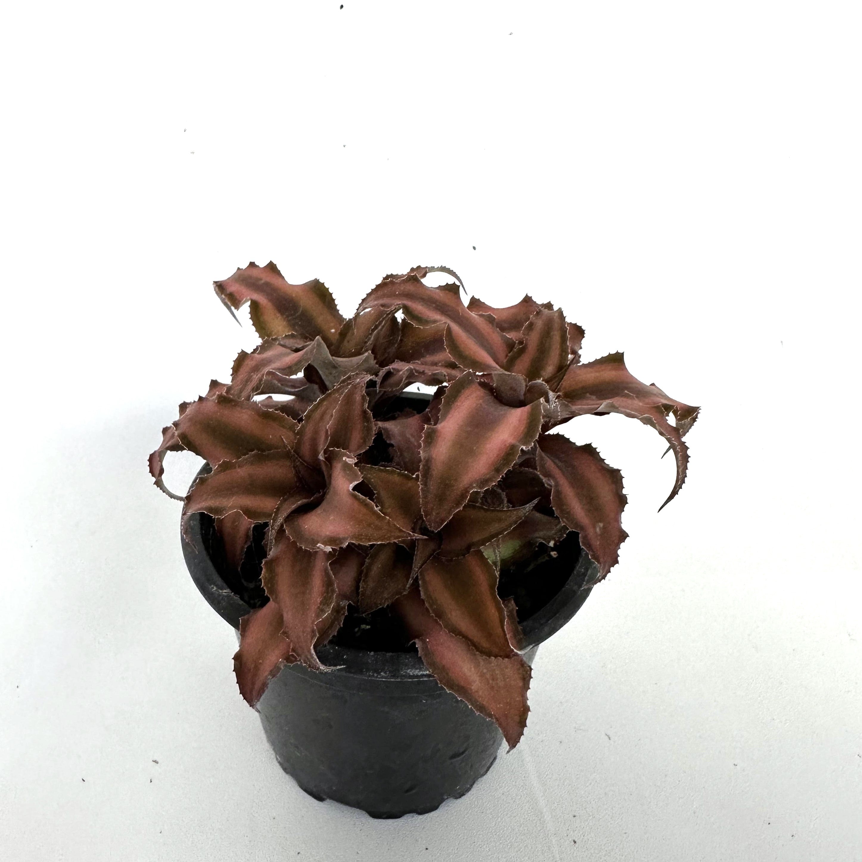 is earth star plant a succulent Cryptanthus bivittatus ‘Earth Star’