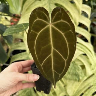 Anthurium magnificum/crystallinum x 'Prince of Darkness'