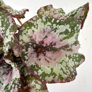 Begonia 'Steve's Leaves Valentine Swirl'