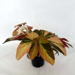 Begonia ‘Withlacoochee’ (Variegated) [#899]