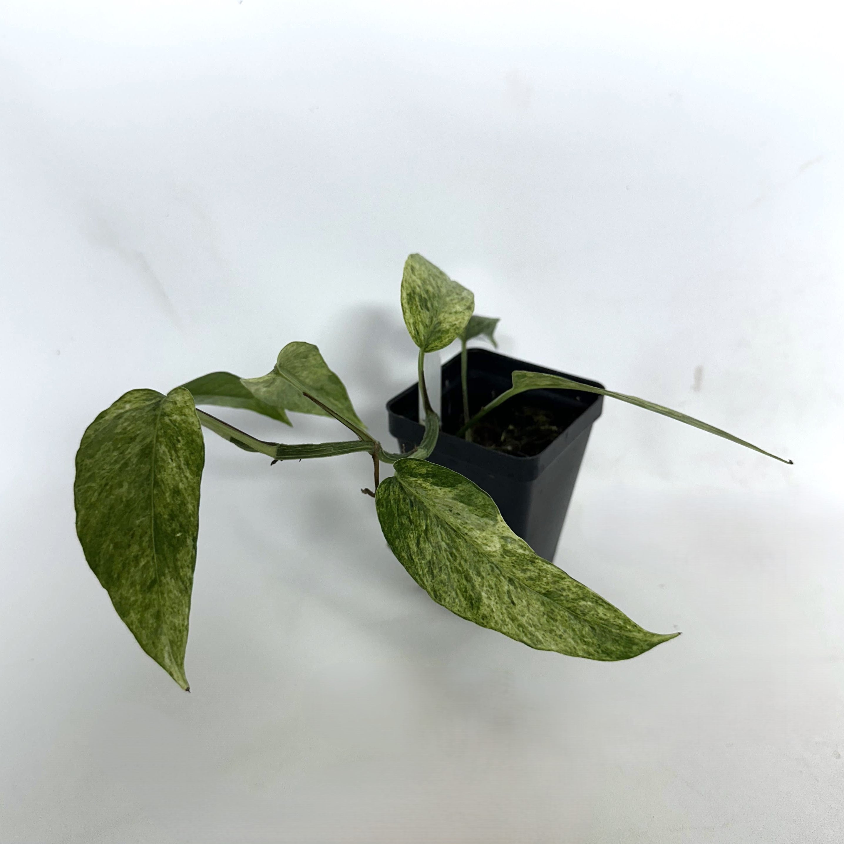 cebu blue pothos variegated Epipremnum pinnatum "Cebu Mint"