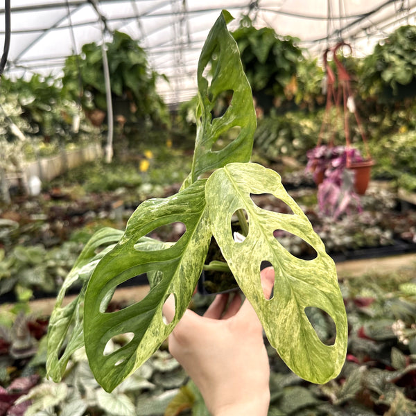 monstera adansonii mint dehner Monstera adansonii 'Mint'
