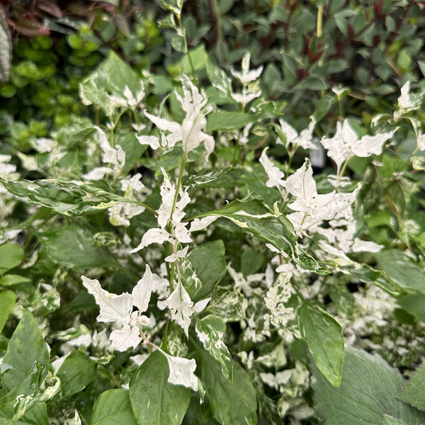 Columbia ニュープロセスレコード 白楊の葉 Alternanthera Ficoidea Snowball Plant | Albino Joseph's Coat
