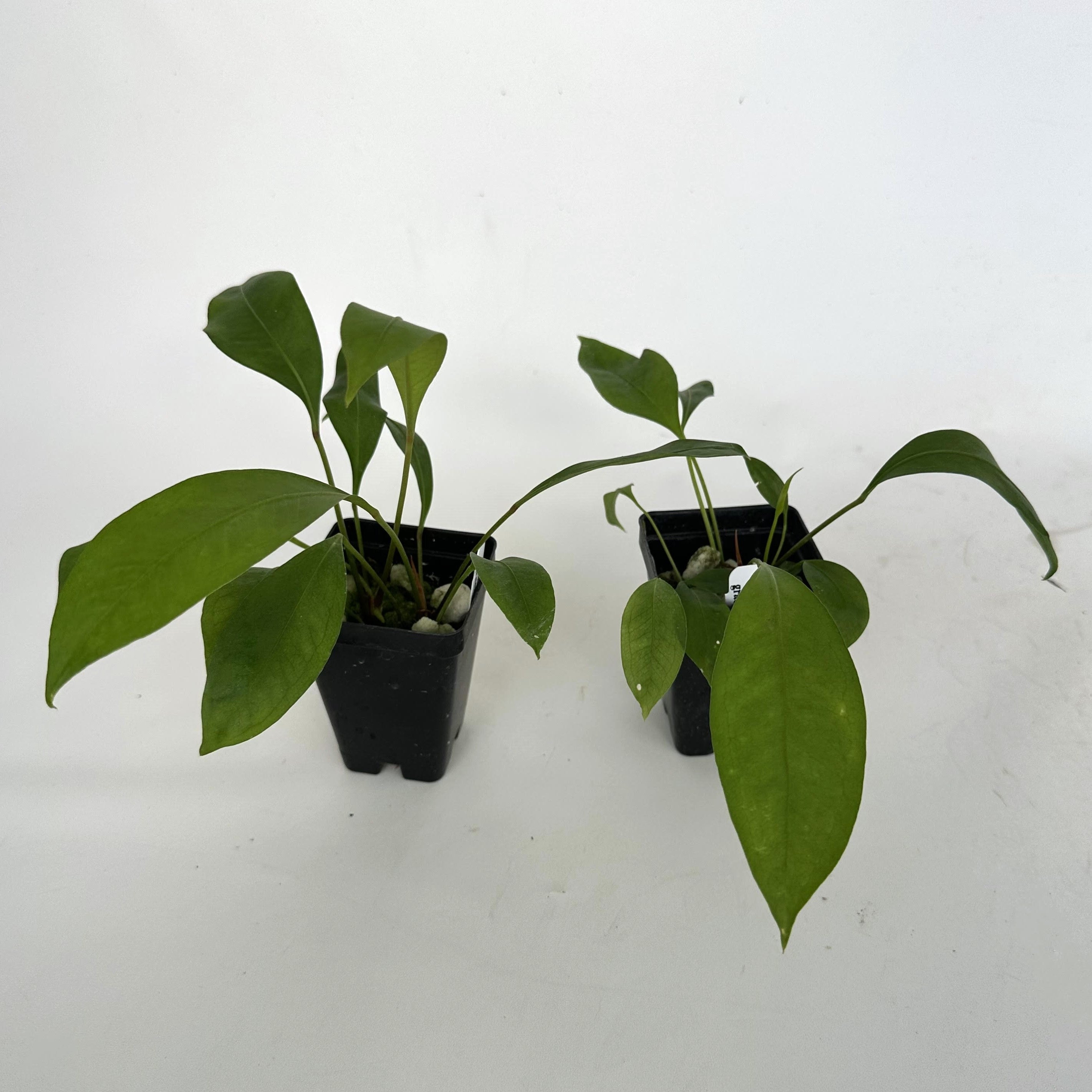 gracile anthurium Anthurium gracile