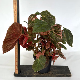 Z-2184 - Begonia 'Midnight Sun' - 5in Pot **NEW**