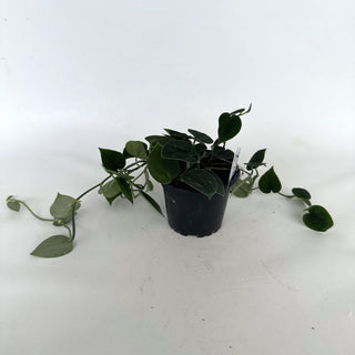 Z-2163 - Scindapsus pictus "Dark Form" (Hassk)