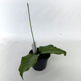 Z-2217 - Hoya ‘Kaimuki’ **NEW Release**