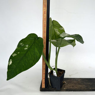 Z-2164 - Syngonium chiapense variegated
