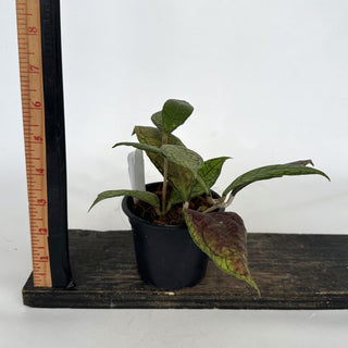 Z-2172 - Hoya finlaysonii