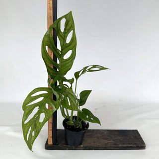 Z-2168 - Monstera adansonii 'Mint'