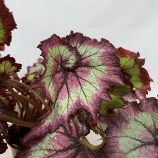 Z-2232 - Begonia 'Raspberry Torte' - 6in Hanging Basket **NEW**