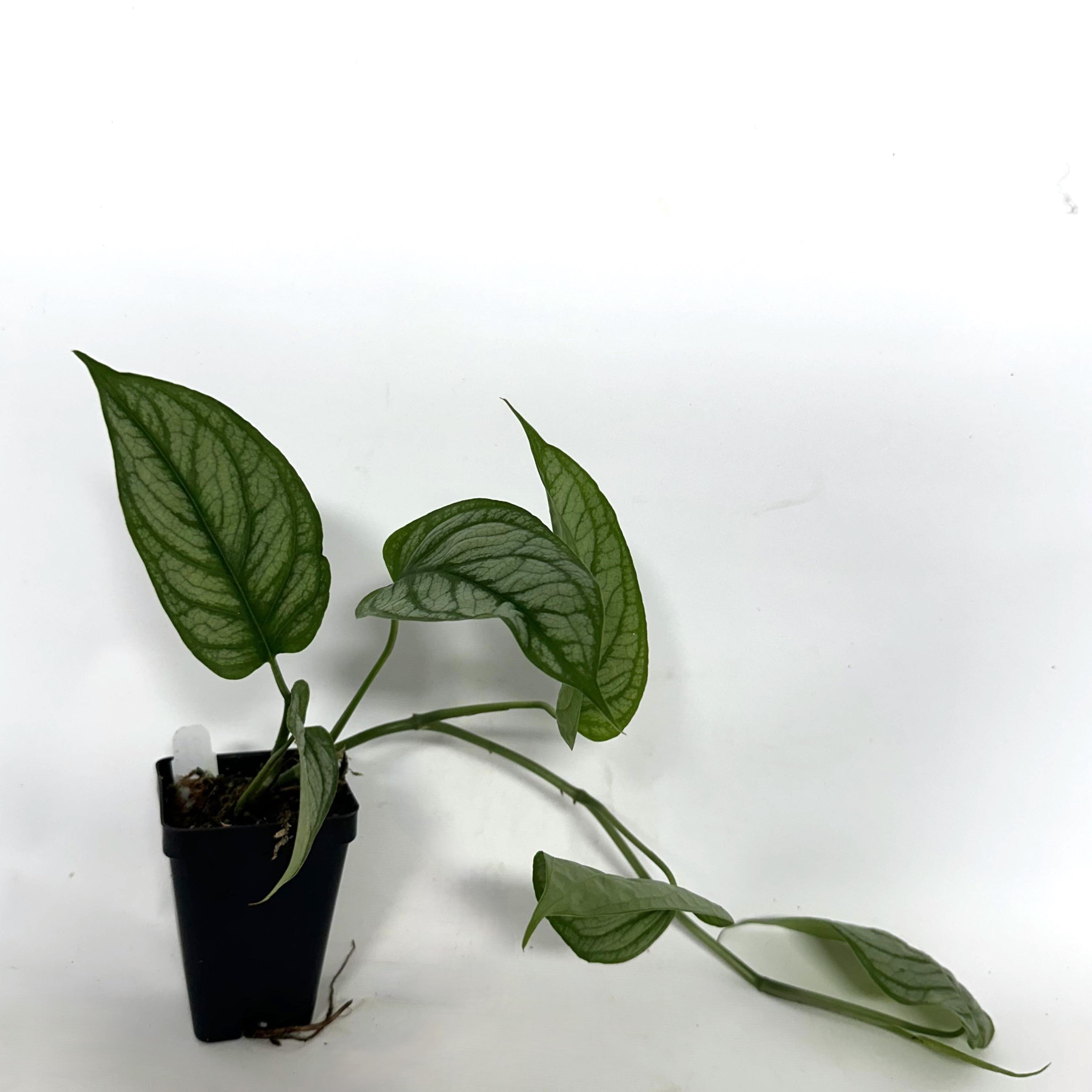 monstera talent el paso Monstera siltepecana 'El Salvador'