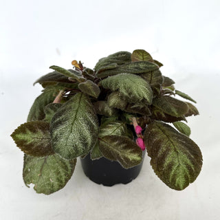 Z-2348 - Episcia "Costa Rica Pink" - 5” Pot