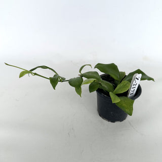Z-2173 - Hoya oblongata