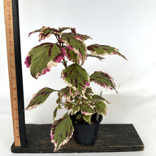 Z-2190 - Plectranthus hybrida (Coleus) 'Anna'