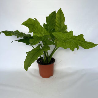 Z-2187 - Syngonium steyermarkii