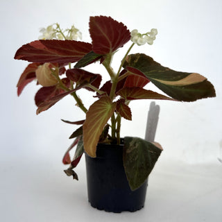 Z-2189 - Begonia ‘Withlacoochee’ (Variegated)