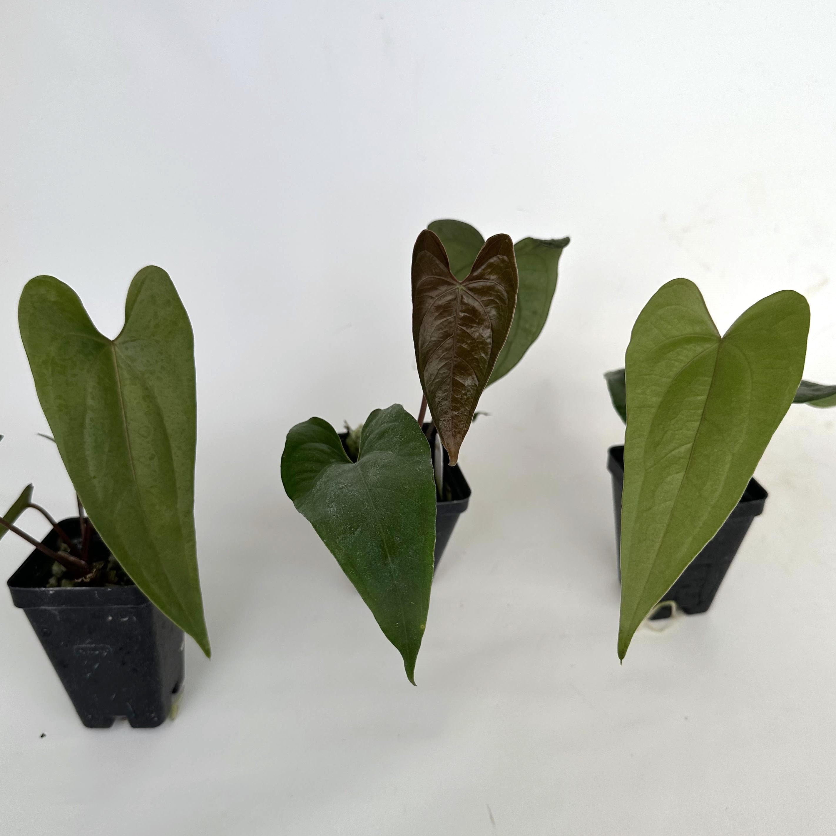 anthurium nigrolaminum gigi care Anthurium nigrolaminum 'Gigi' x papillilaminum