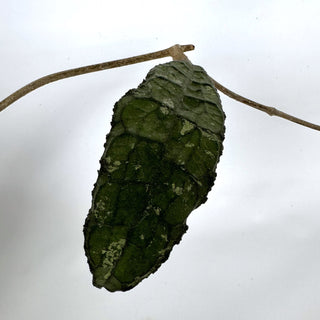 Z-2241 - Hoya clemensiorum - 6in Hanging Basket