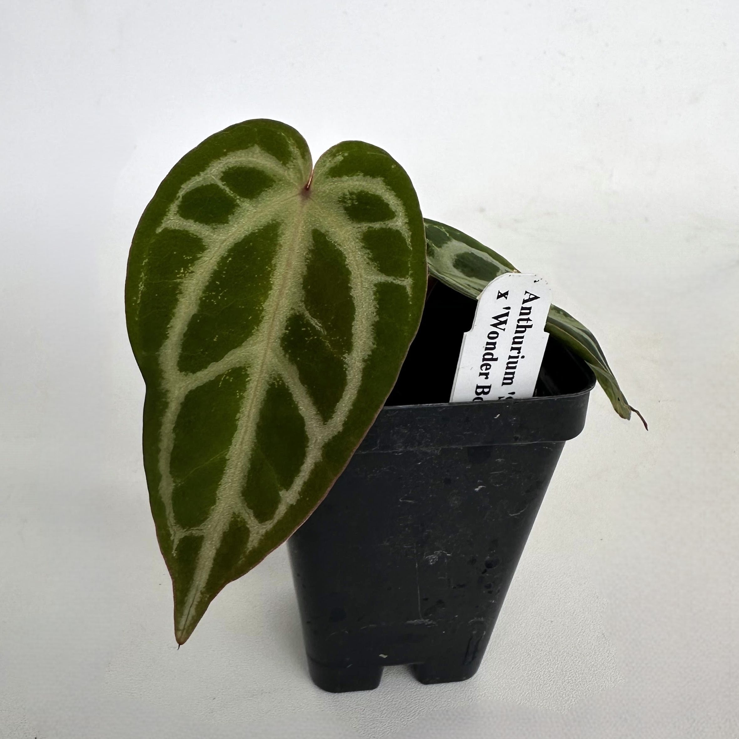 anthurium little boy Anthurium Silver Blush x Wonder Boy | Tropical Hybrid Plant