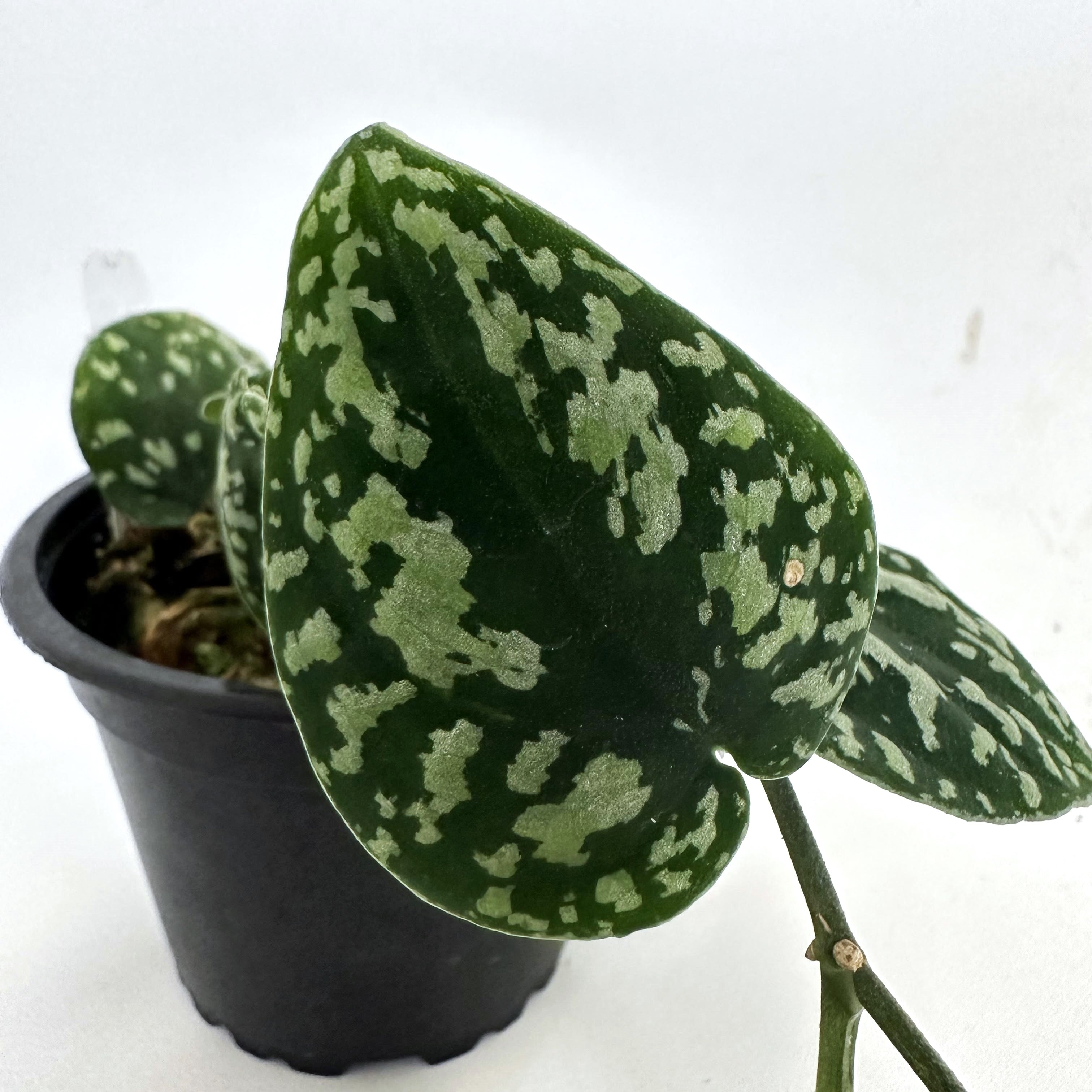 tricolor pothos Scindapsus Tricolor | Trailing Aroid Plant