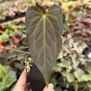 Anthurium forgetii/'Ace of Spades' x papillilaminum