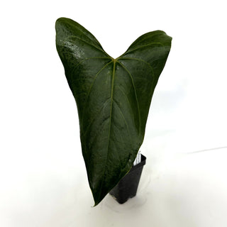 Anthurium 'Doc Block F2' x nigrolaminum 'Gigi'