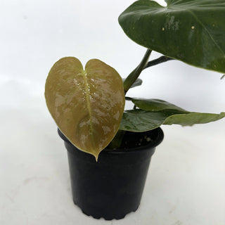 Z-2145 - Philodendron aff. brandtianum (Shingling Form)