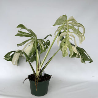 Z-2273 - Monstera deliciosa var. borsigiana albo-variegata