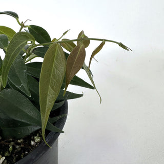 Z-2196 - Hoya leucantha **NEW Release**