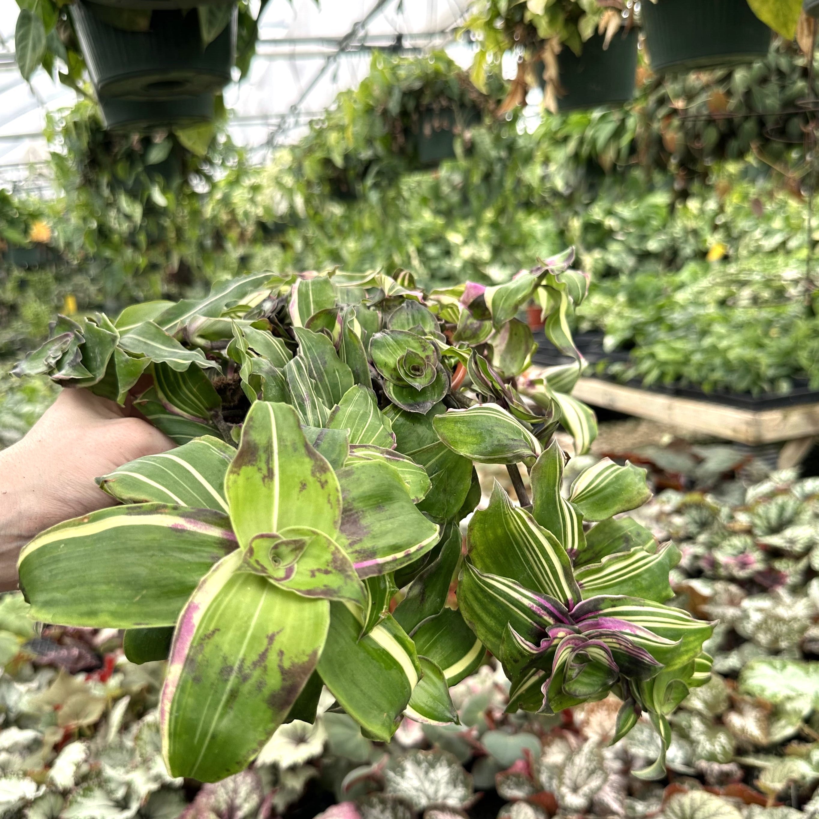 variegated hanging house plants Callisia congesta 'Variegata'