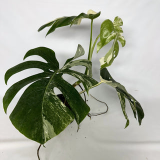 Z-2237 - Monstera deliciosa var. borsigiana albo-variegata