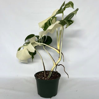 Z-2204 - Monstera deliciosa var. borsigiana albo-variegata
