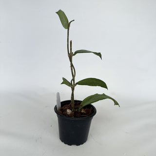 Z-2175 - Hoya sp. Germany
