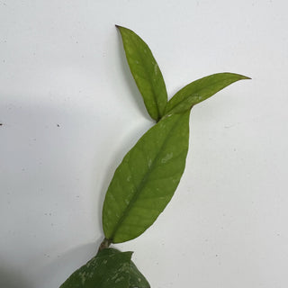 Z-2219 - Hoya sp. Aceh Gayo Lues **NEW Release**