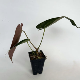 Z-2159 - Anthurium 'Blue Velvet' x 'Zara'