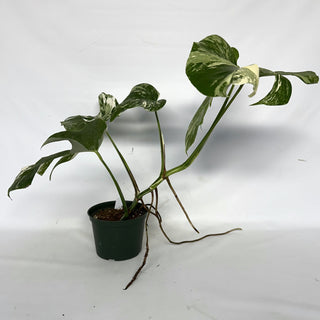 Z-2209 - Monstera deliciosa var. borsigiana albo-variegata