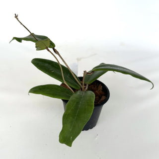 Z-2171 - Hoya ilagiorum