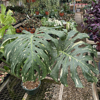 Z-2240 - Monstera deliciosa "Thai Constellation" - 10in Pot XXL