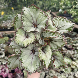 Begonia 'Blueberry Sorbet'