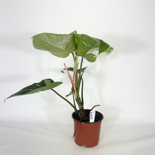 Philodendron 'White Princess' (Non-TC) [#1625]