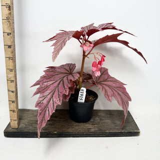 Begonia 'Lamoon' [#1915]