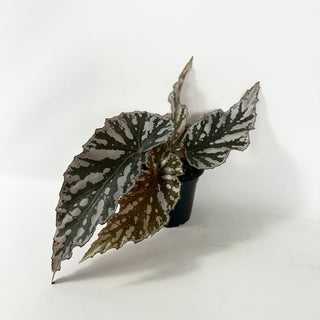 Begonia 'Silver Beauty' [#2485]