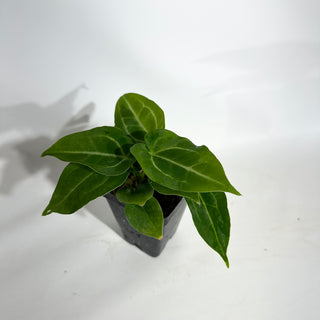 Anthurium magnificum/‘Silver Blush' x 'Chuck Norris' [#1901]