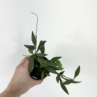 Hoya parviflora (splash) [#2168]