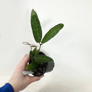 Hoya hypolasia [#1624]