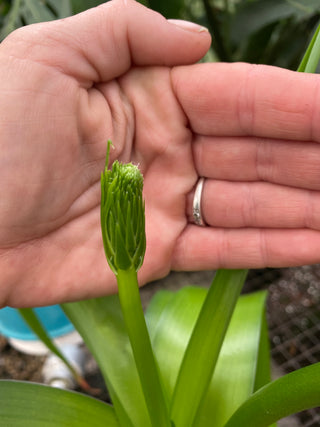 Albuca bracteata